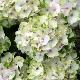 Hortensia Magical Noblesse 