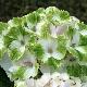 Hortensia Magical Noblesse 