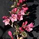 Weigelia Magical Rainbow