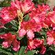 Rhododendron scyphocalyx