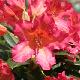 Rhododendron scyphocalyx
