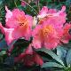 Rhododendron scyphocalyx