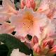 Rhododendron Gloria