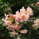 Rhododendron Gloria