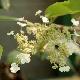 Hortensia integrifolia