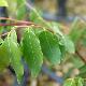 Phyllanthus glaucus 