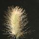 Pennisetum longistylum