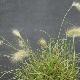 Pennisetum longistylum
