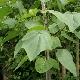 Paulownia imp�rial 