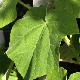 Paulownia imp�rial 