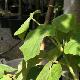 Paulownia imp�rial 