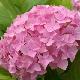 Hortensia 'Bouquet Rose'