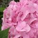 Hortensia 'Bouquet Rose'
