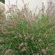 Pennisetum Karley Rose
