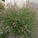 Pennisetum Karley Rose