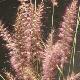 Pennisetum Karley Rose