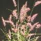 Pennisetum Karley Rose