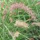 Pennisetum Karley Rose