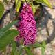 Buddleia Summer Beauty