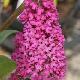 Buddleia Summer Beauty