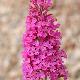 Buddleia Summer Beauty