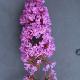 Buddleia Summer Beauty
