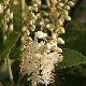 Cl�thre tomentosa