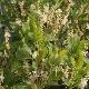 Cl�thre tomentosa