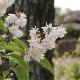 Deutzia scabra Plena