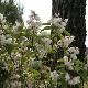 Deutzia scabra Plena