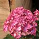 Hydrangea macrophylla 'Red Angel'