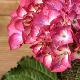 Hydrangea macrophylla 'Red Angel'