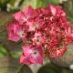 Hydrangea macrophylla 'Red Angel'