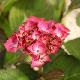Hydrangea macrophylla 'Red Angel'