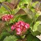 Hydrangea macrophylla 'Red Angel'