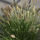 Pennisetum alopecuroides 'Hameln'