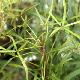 Pseudopanax linearis