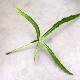 Pseudopanax linearis