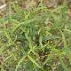 Pseudopanax linearis
