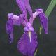 Iris laevigata