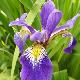 Iris de Sib�rie
