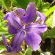 Iris de Sib�rie