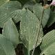 Hosta tardiana Halcyon