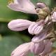Hosta tardiana Halcyon