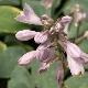 Hosta tardiana Halcyon