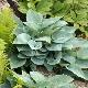 Hosta tardiana Halcyon