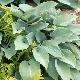 Hosta tardiana Halcyon