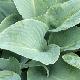 Hosta tardiana Halcyon
