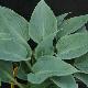 Hosta tardiana Halcyon