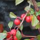 Cotoneaster de Dammer